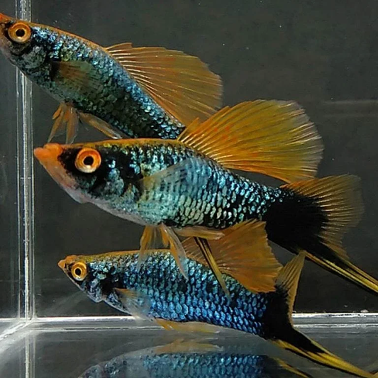 HAMBURG HI-FIN PLATY (PRICE PER PAIR)