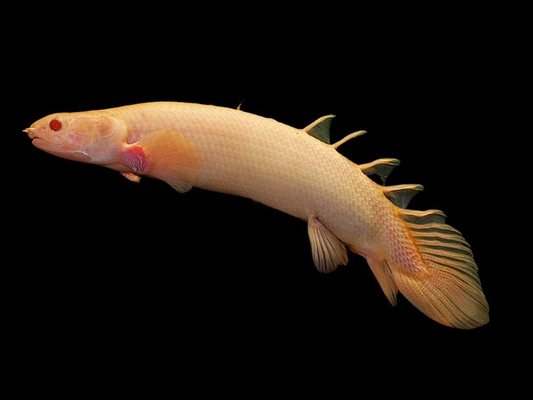 CUVIER'S BICHIR ALBINO