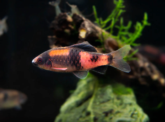MELON BARB