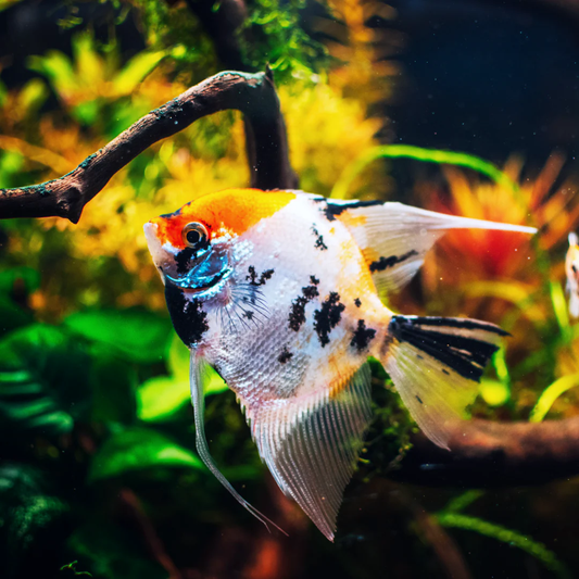 TRICOLOR ANGEL FISH