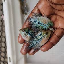 SHORT BODY FLOWER HORN CICHLID