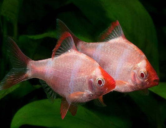 ALBINO TIGER BARB