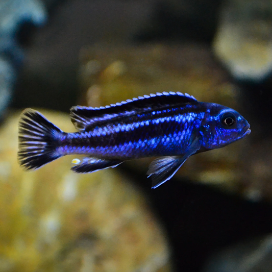 JOHANNI CICHLID