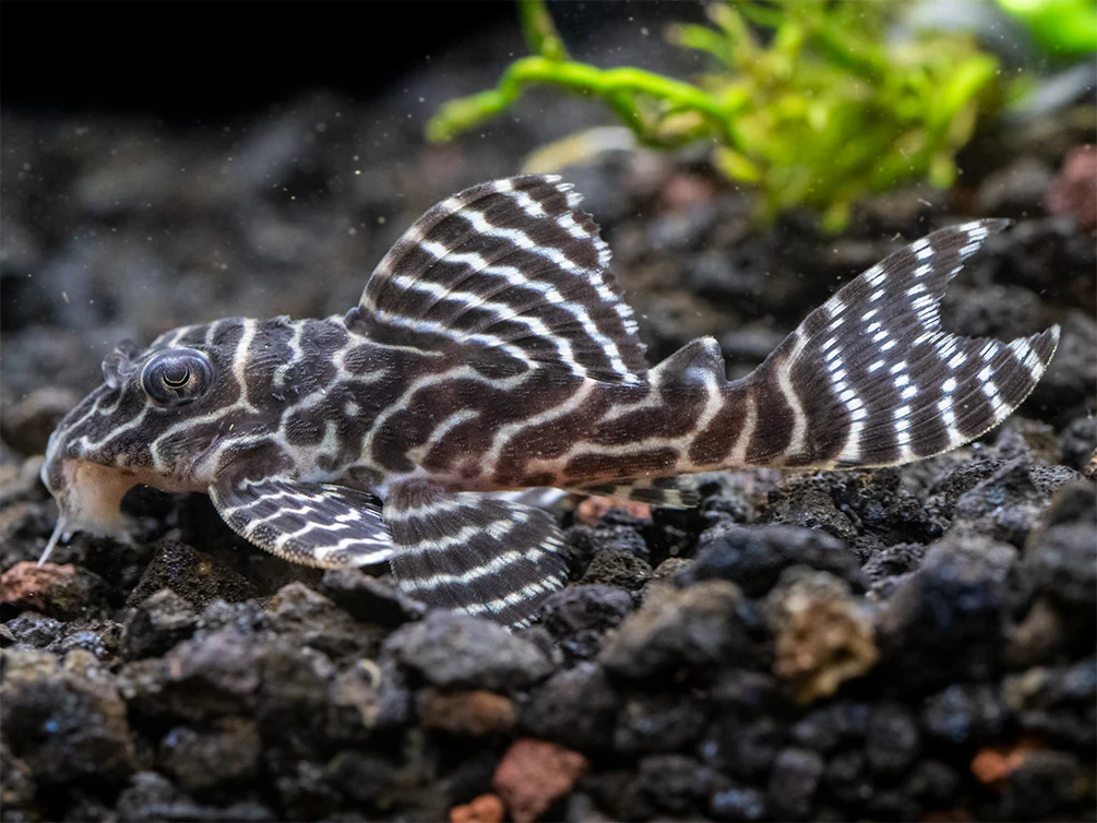 L-333 - King Tiger Pleco