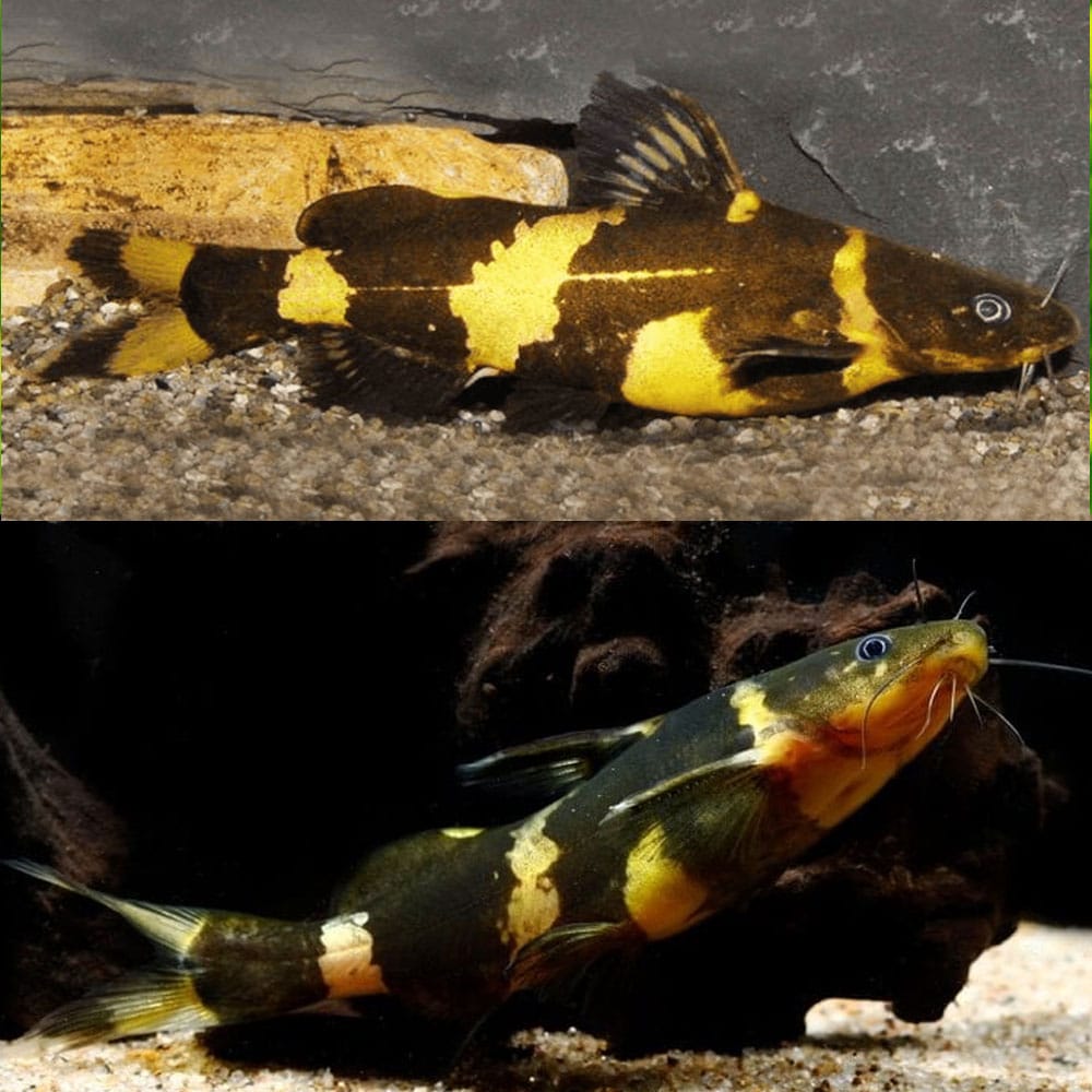 CATFISH - BUMBLE BEE