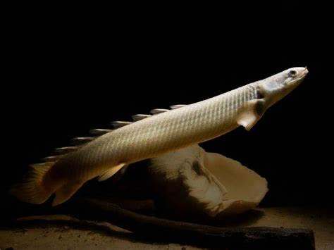 CUVIER'S BICHIR