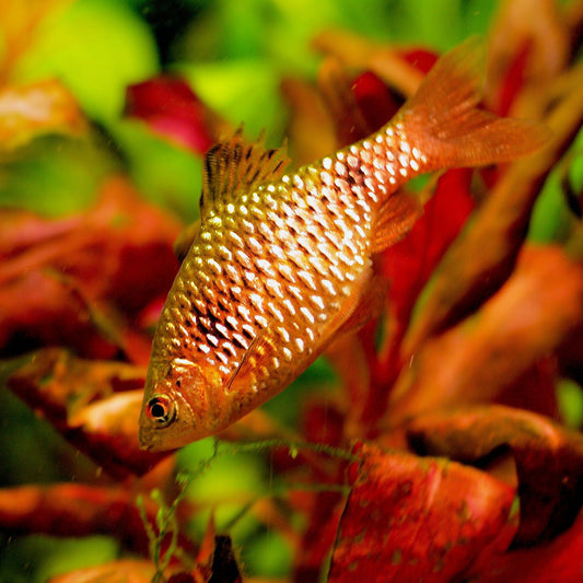 ROSY BARB - RED