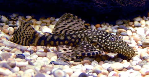 GLASS CLEANER PLECOSTOMUS