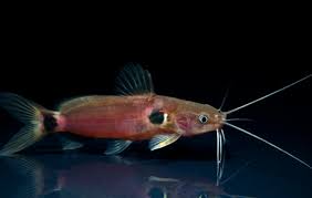 CATFISH - WHITE TWO SPOT CAT
