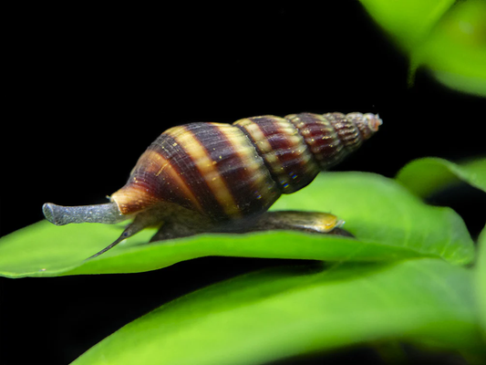 LONG NOSE SNAIL