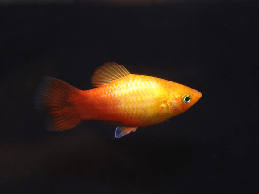 SUNSET PLATY