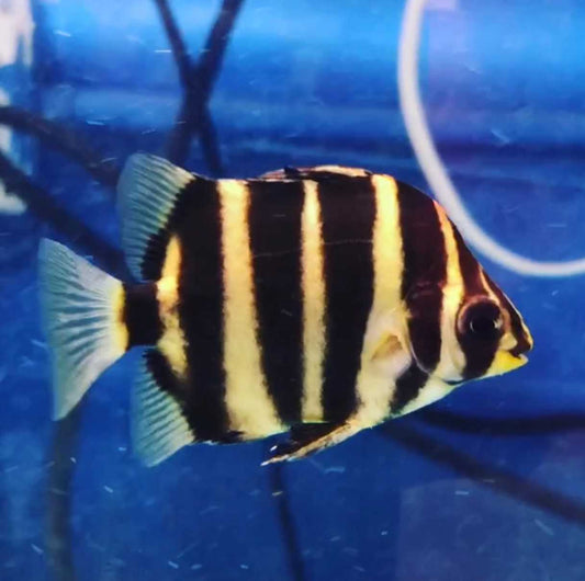 BRACKISH - HYBRID AFRICAN TIGER SCATS