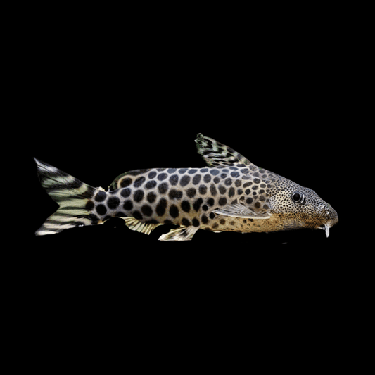 LEOPARD CATFISH