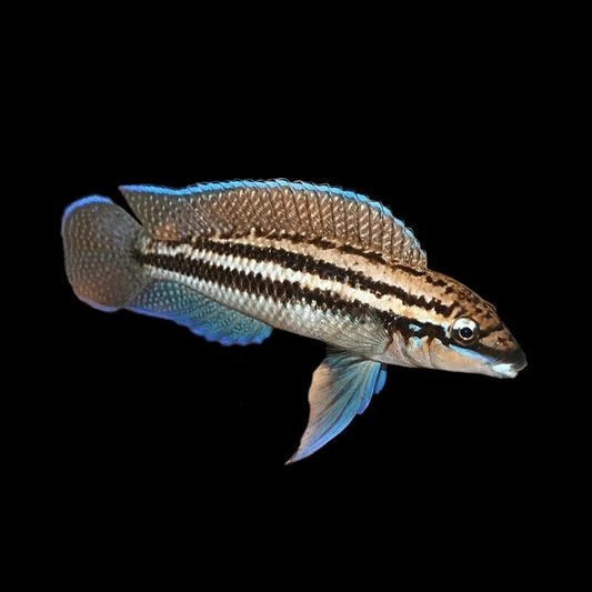 JULIDOCHROMIS DICKFELDI