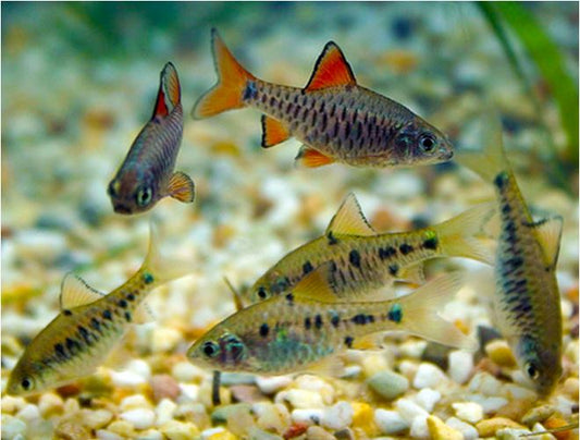 CHECKERED BARB
