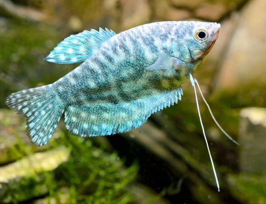 MARBLE OPALINE GOURAMI