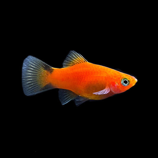 PLATIES - RED COMET
