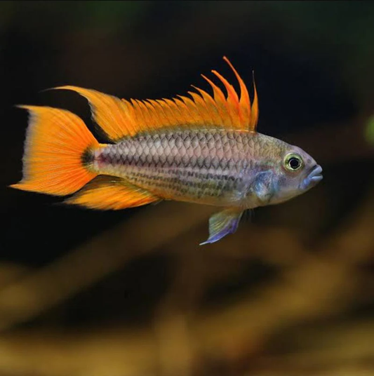 APISTOGRAMMA CACA MEGA ORANGE