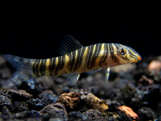 LOACH-ZEBRA BOTIA