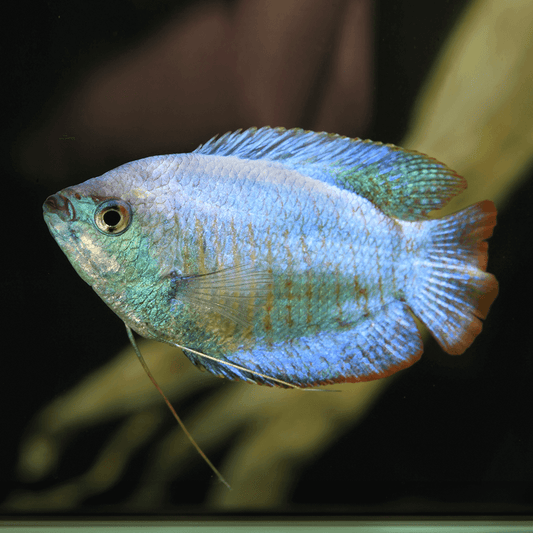 GOURAMIES - POWDER BLUE MALE