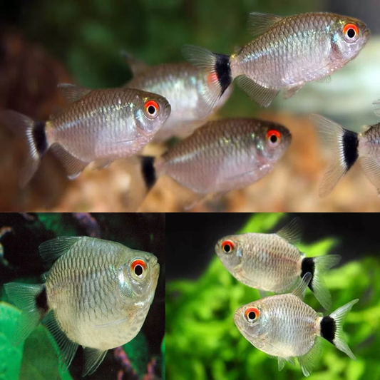 TETRA - BALLOON RED EYE TETRA