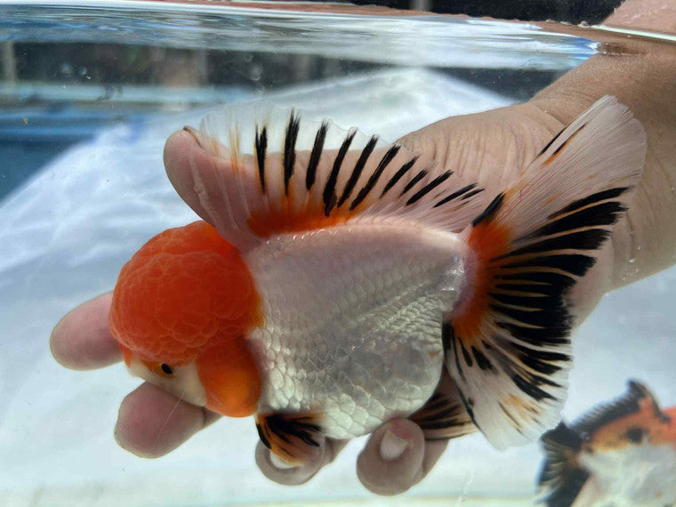 Red Cap White Oranda Lionface with Cap High Quality - Bags