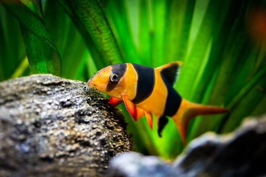 CLOWN LOACH