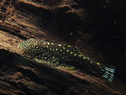 BORNEO SUCKER MYERSI