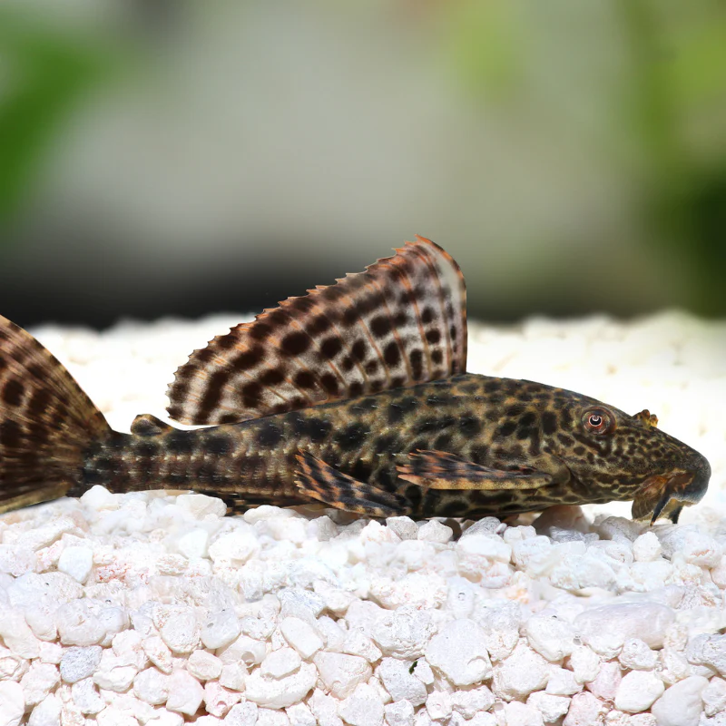 PLECOSTOMUS - TRINIDAD