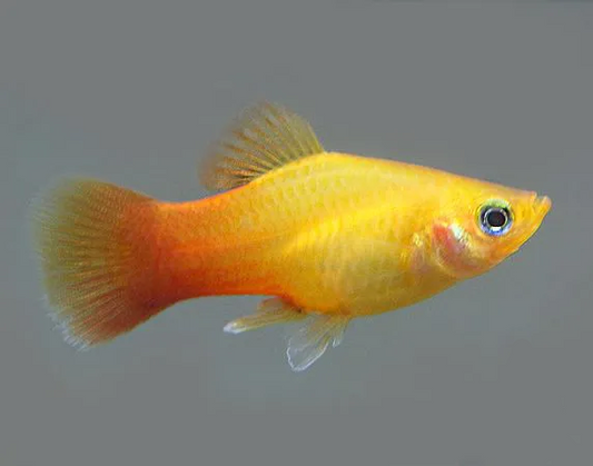 PLATIES - MARIGOLD