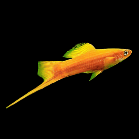 SWORDTAIL - GOLDEN SWORD PRS
