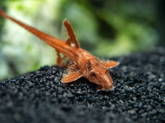 CATFISH RED LIZARD