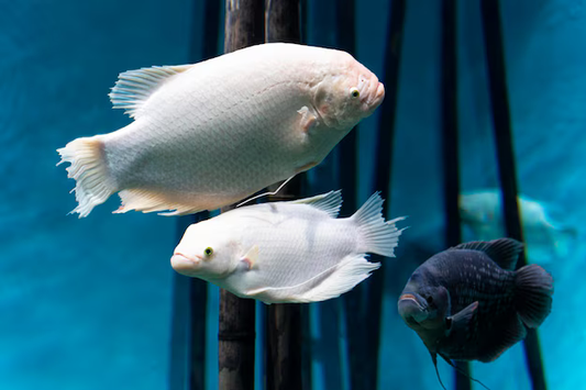 WHITE  GOURAMI