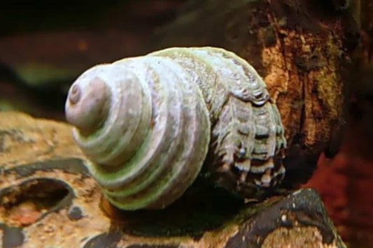 TURBO SNAIL