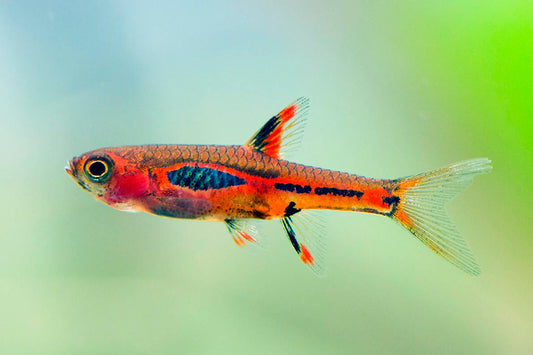 MOSQUITO RASBORA