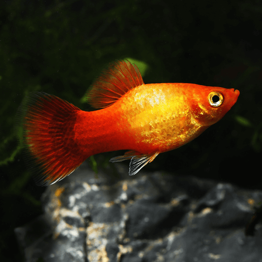 PLATIES - DAWN COMET
