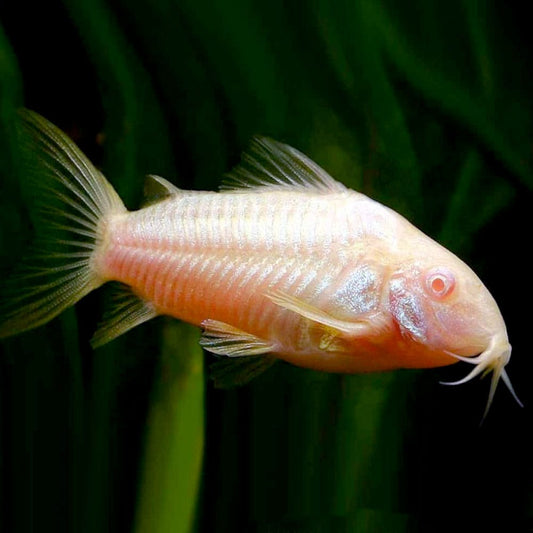 CATFISH - CORYDORAS ALBINO