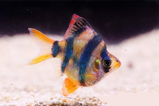 BALLOON TIGER BARB