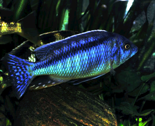 MYLOCHROMIS GUENTHERI