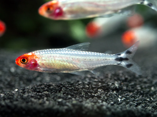 TANK RAISED RUMMY NOSE TETRA
