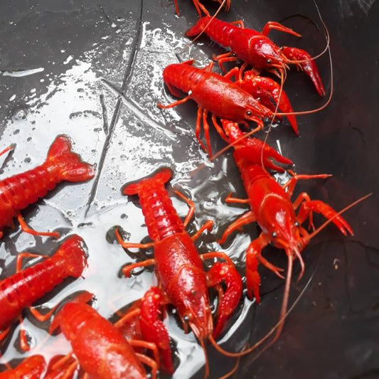 RED MARLBORO LOBSTER