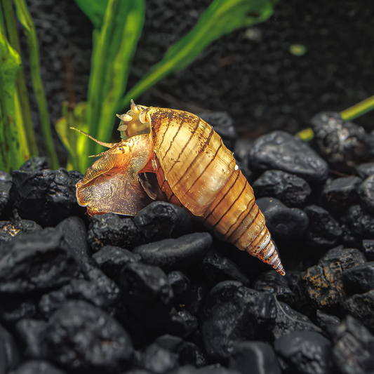 PRAMBANAN ZEBRA SNAIL