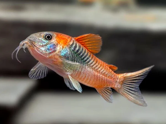 CORYDORAS ORANGE VENEZUELA