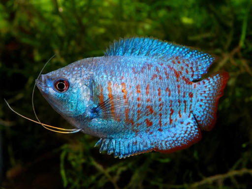 GOURAMIES - BLUE FLAME DWARF MALE