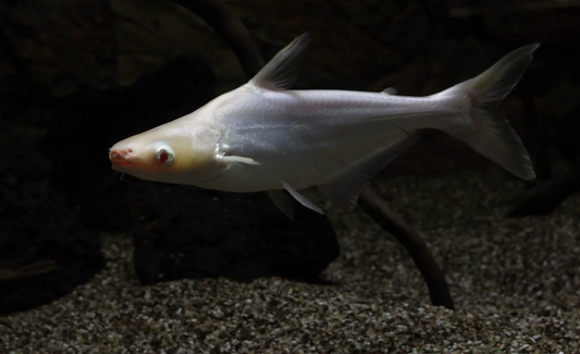 ALBINO PANGASIUS CATFISH