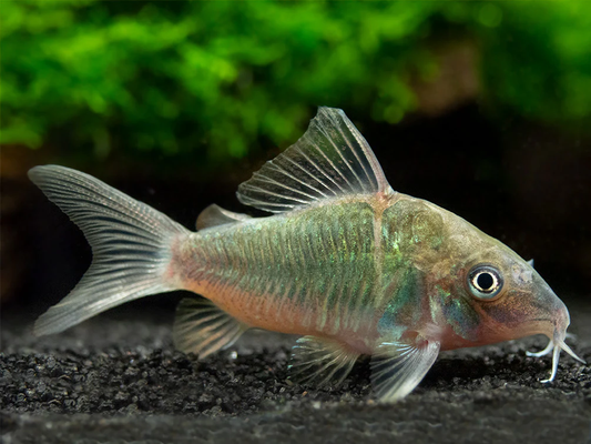 CORYDORAS GREEN