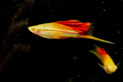 SWORDTAIL - PINEAPPLE HIFIN