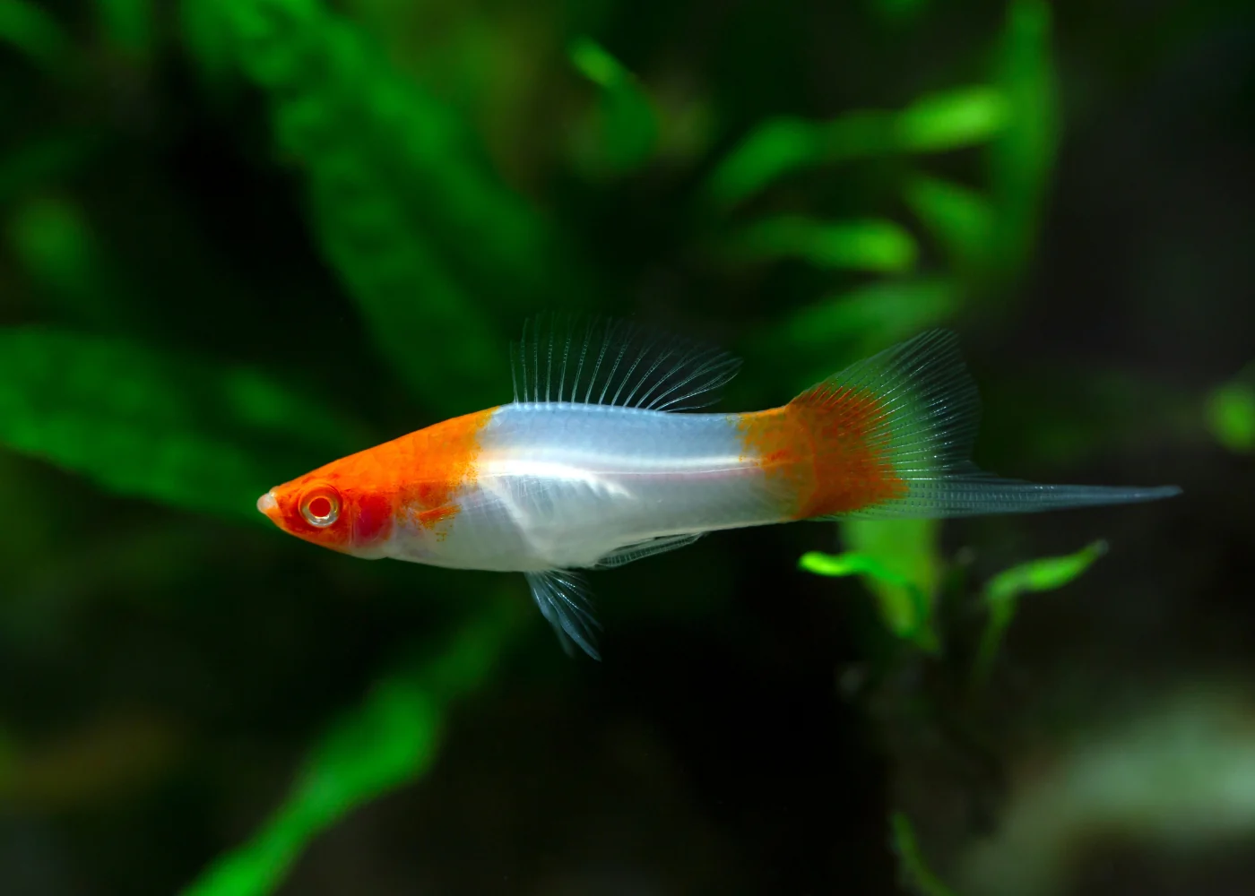 SWORDTAIL - KOHAKU (RED/WHITE)