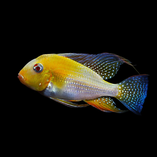 ALBINO ACARICHTHYS HECKELII