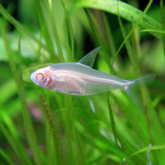 TETRA - ALBINO LEMON